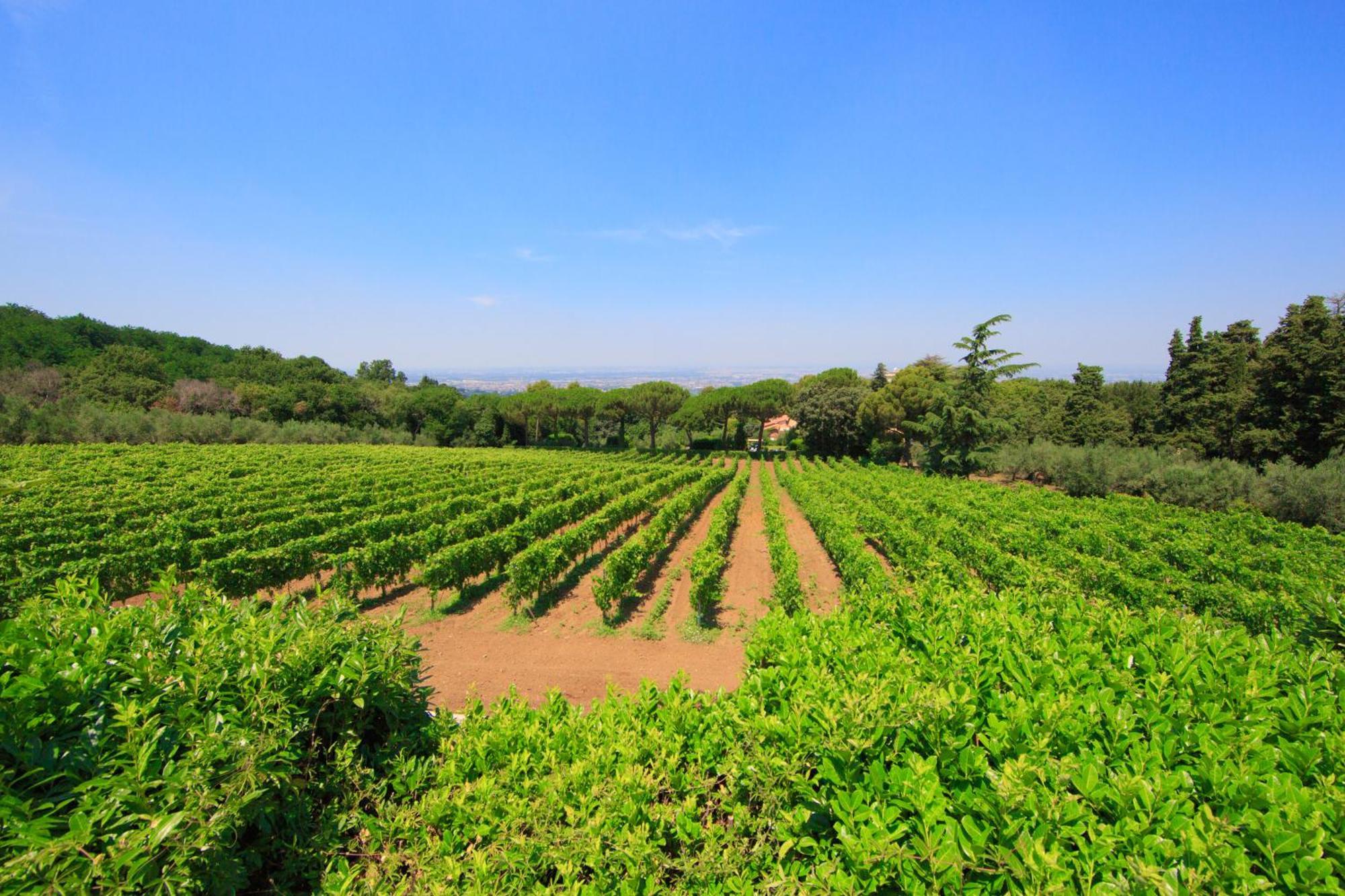 Frascati Country House Grottaferrata Ngoại thất bức ảnh